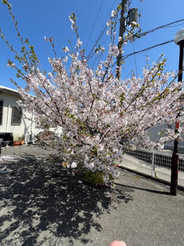 2024年4月10日(水)花見