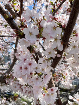 2024年4月10日(水)花見