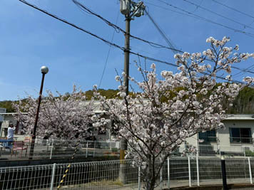 2025年4月9日（水）お花見