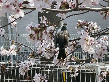 2025年4月9日（水）お花見