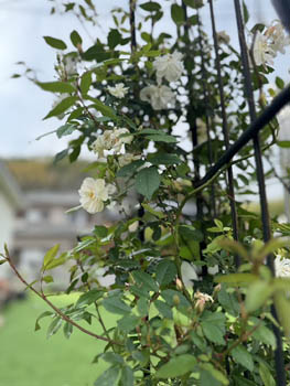 2025年5-6月花壇と農園