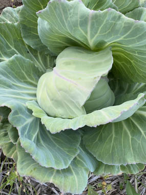 2025年5-6月花壇と農園