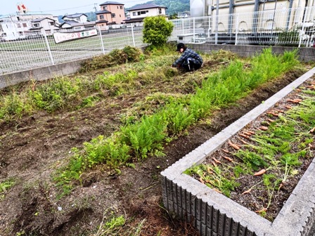 2025年5-6月花壇と農園