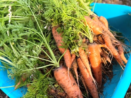 2025年5-6月花壇と農園