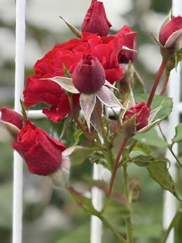 2025年5-6月花壇と農園