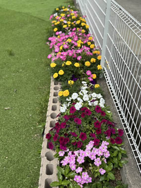 2025年5-6月花壇と農園