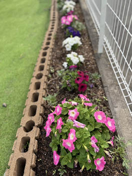 2025年5-6月花壇と農園