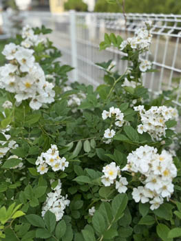 2025年5-6月花壇と農園