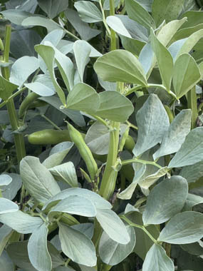 2025年5-6月花壇と農園